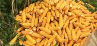 Mafia Hukum Membobol Ke Jagung