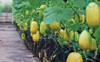 Melon Premium Dobrak Pasar